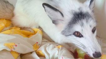 娱乐吃瓜丫狐狸,揭秘丫狐狸背后的故事